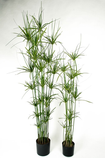 Papyrus
