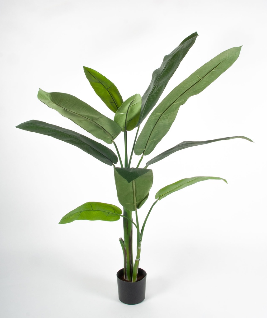 Heliconia