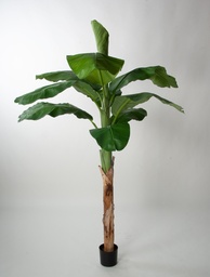 [1272-210] Banana Palm (Alternative 2)
