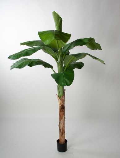 Banana Palm