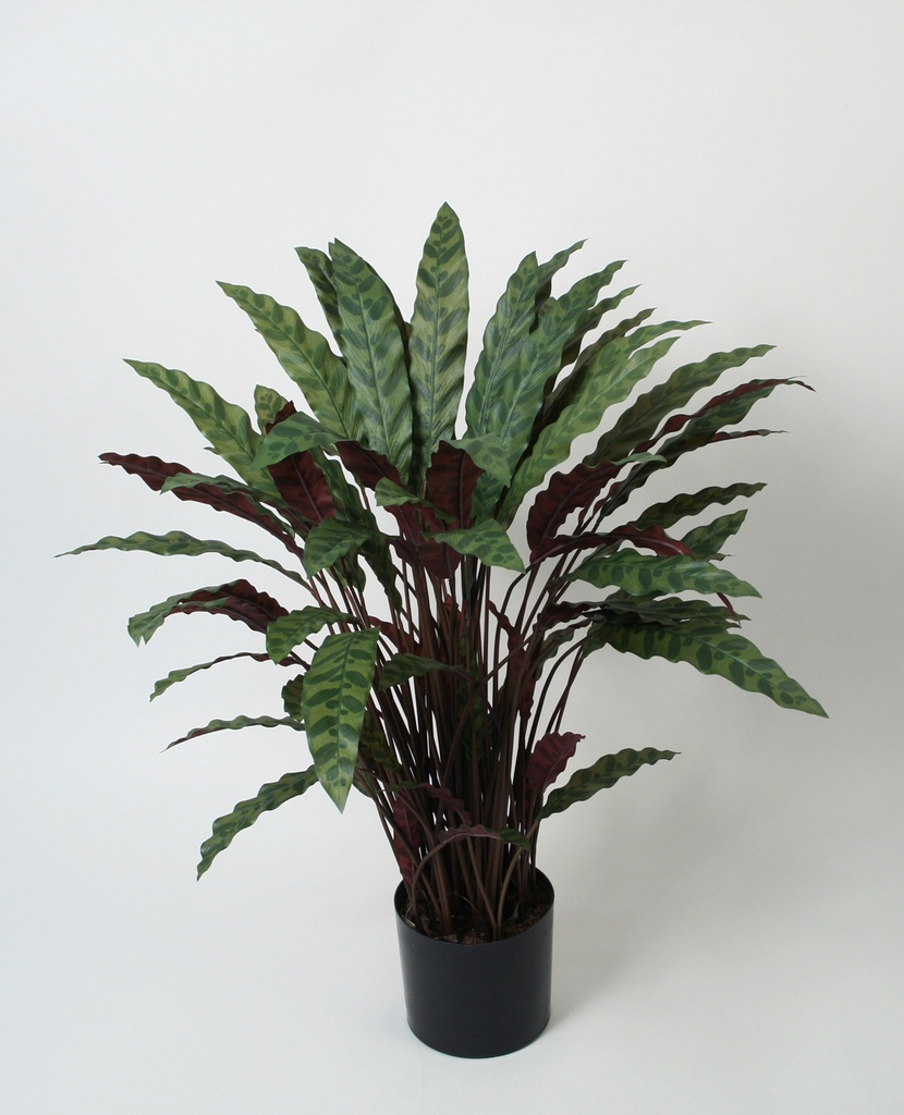 Calathea
