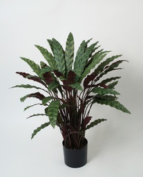[5623] Calathea (Alternative 2)