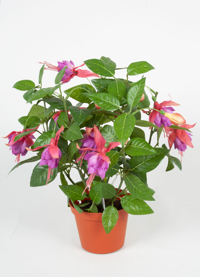 Fuschia