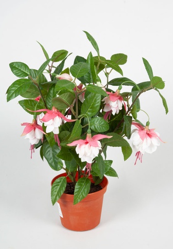 Fuschia