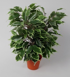 [158-1-95] Ficus (Alternative 2)