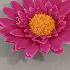 Floating Gerbera