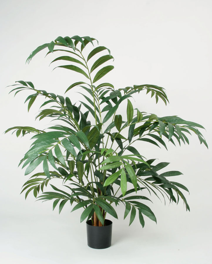 Parlour palm 
