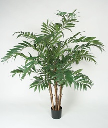 [1231-150] Parlour palm  (Alternative 2)