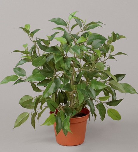 Ficus Natasja