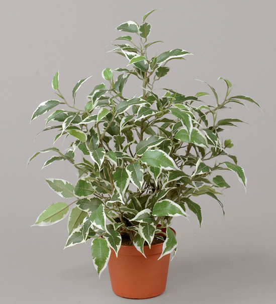 Ficus Natasja
