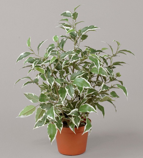 Ficus Natasja