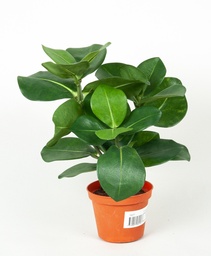 [5857] Clusia (Alternative 1)