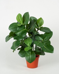 [5858] Clusia (Alternative 2)