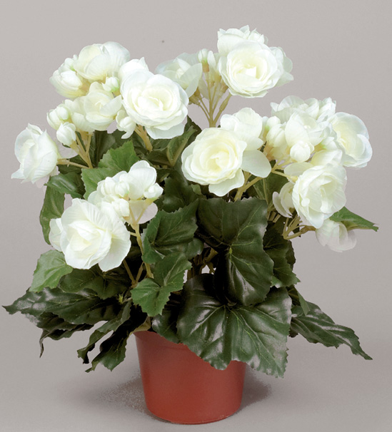 Begonia