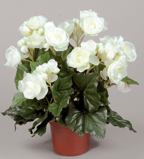 Begonia