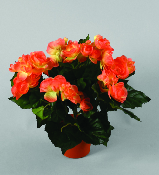 Begonia
