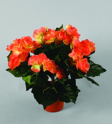 [156-1-02] Begonia (Alternative 2)