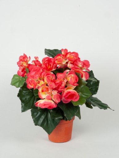 Begonia