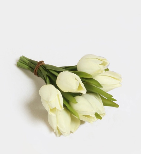 Tulip Bundle