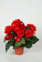 [156-1-05] Begonia (Alternative 4)