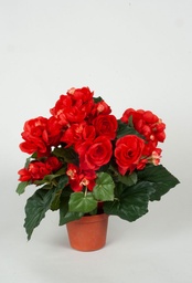 [156-1-05] Begonia (Alternative 4)