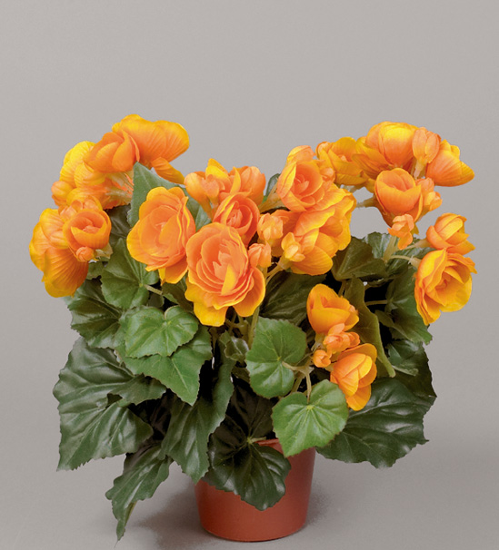 Begonia