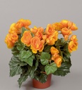 [156-1-12] Begonia (Alternative 5)