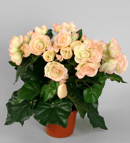Begonia