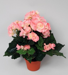 [156-1-30] Begonia (Alternative 7)