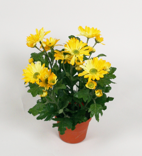 Chrysanthemum