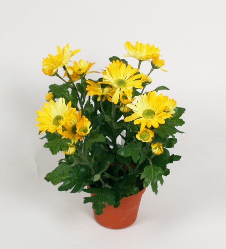 Chrysanthemum
