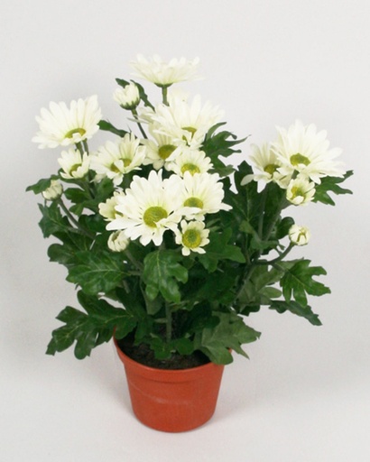 Chrysanthemum