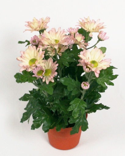 Chrysanthemum
