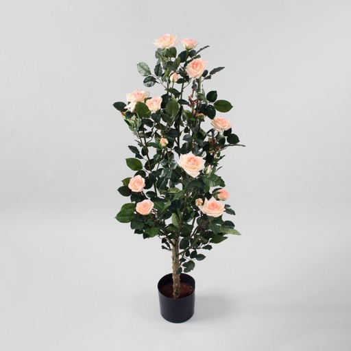 Rose Tree