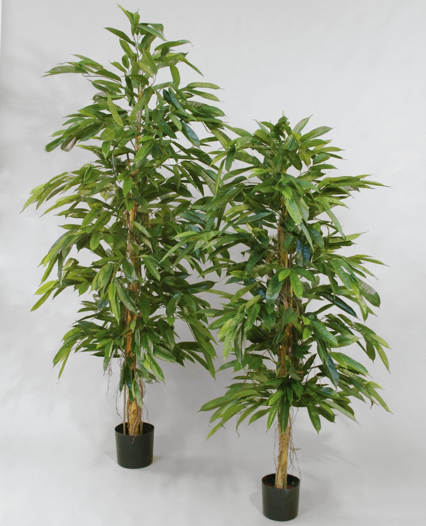 Longifolia 