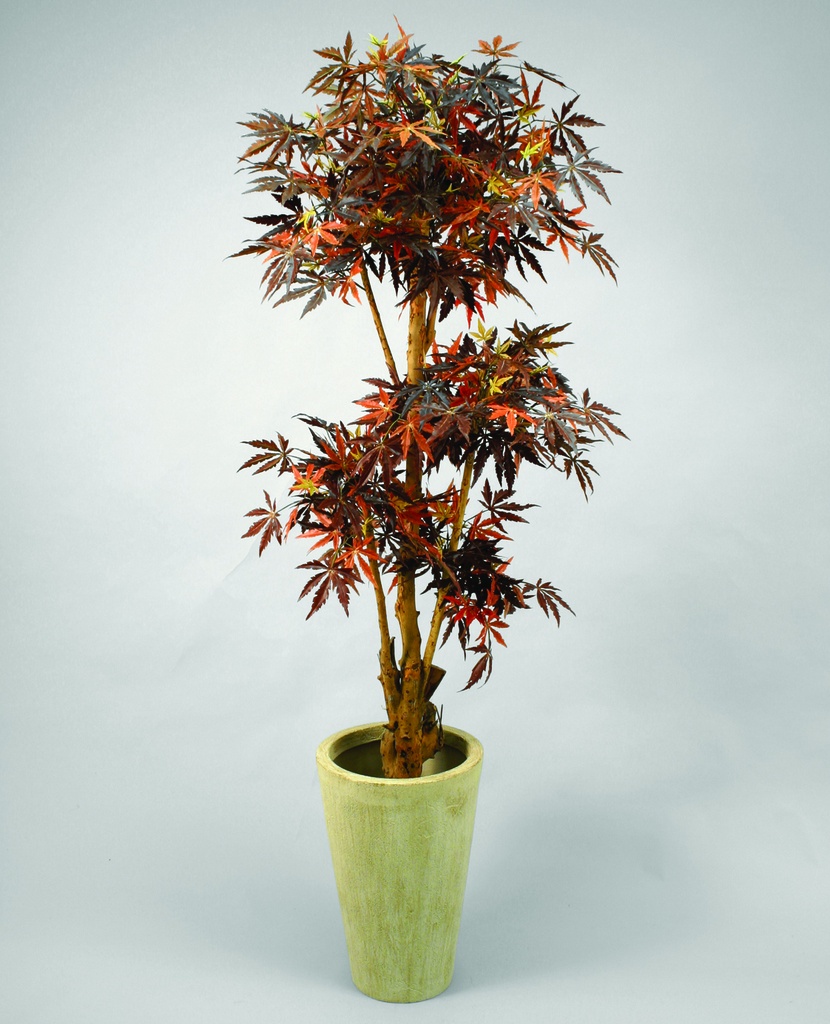 maple 