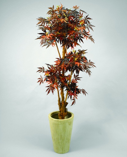 maple 