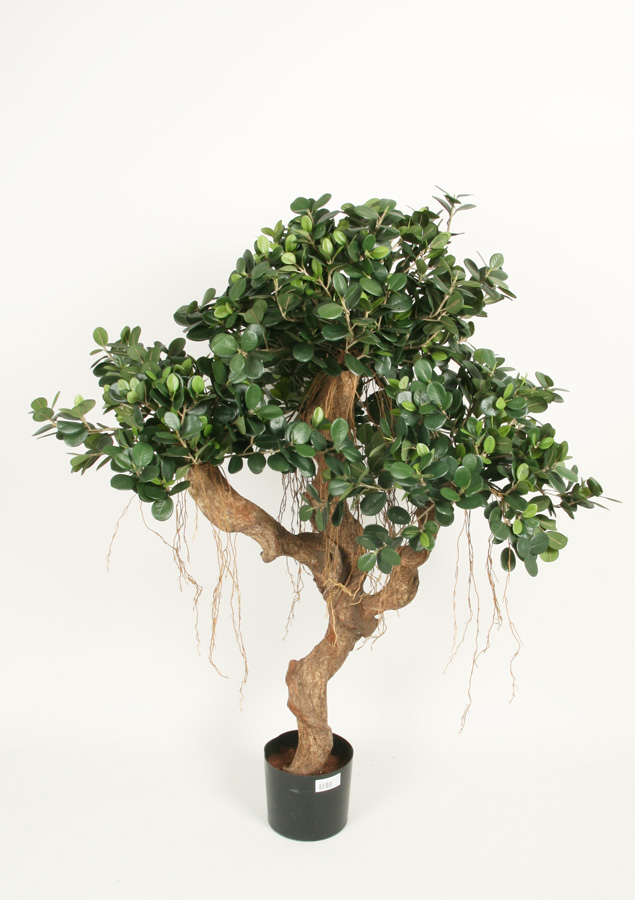 ficus panda 