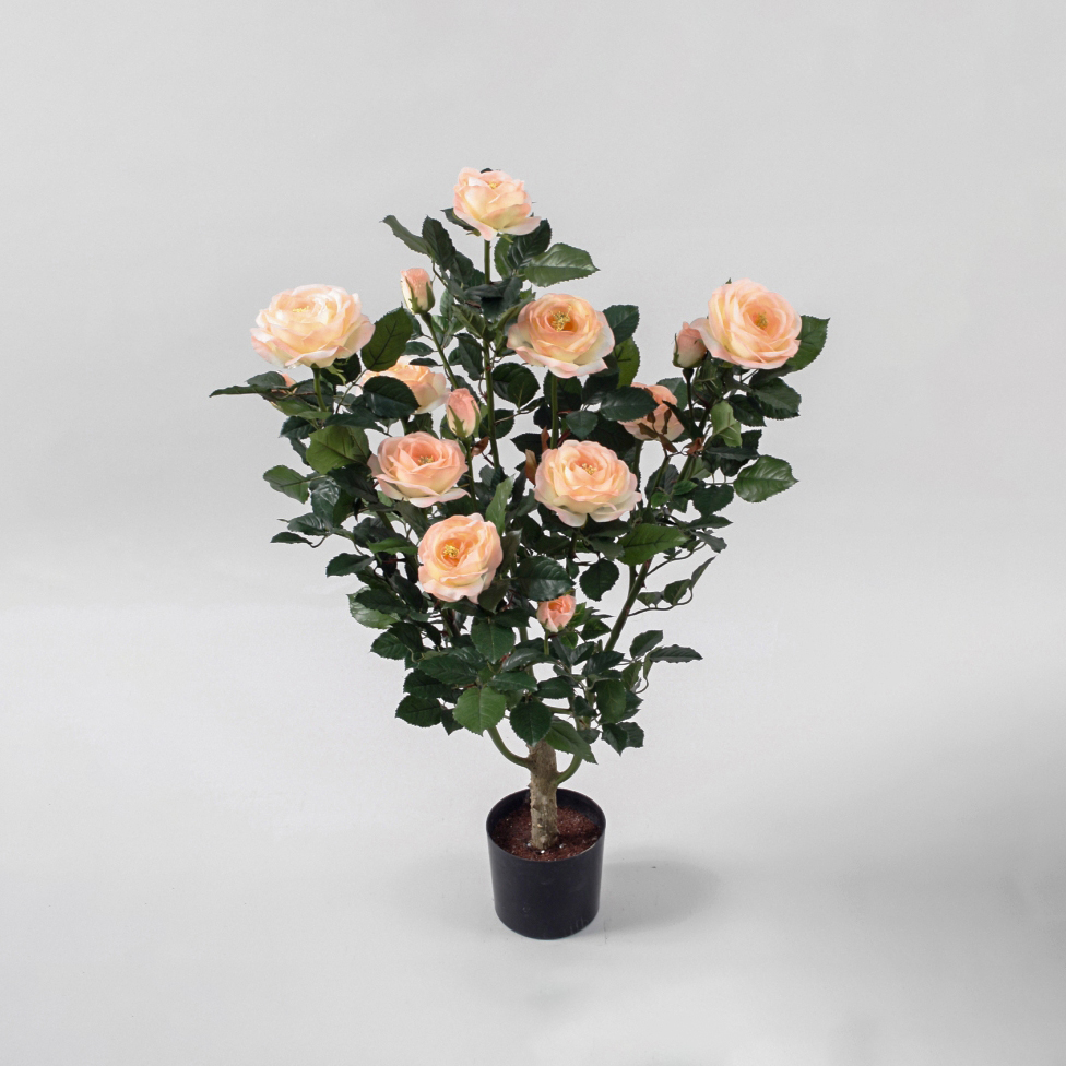 Rose Tree