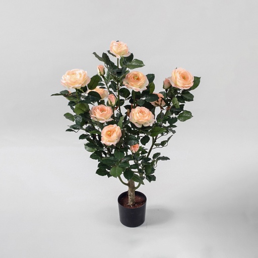 Rose Tree