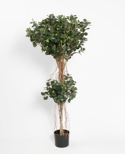 [1024-140] ficus panda 