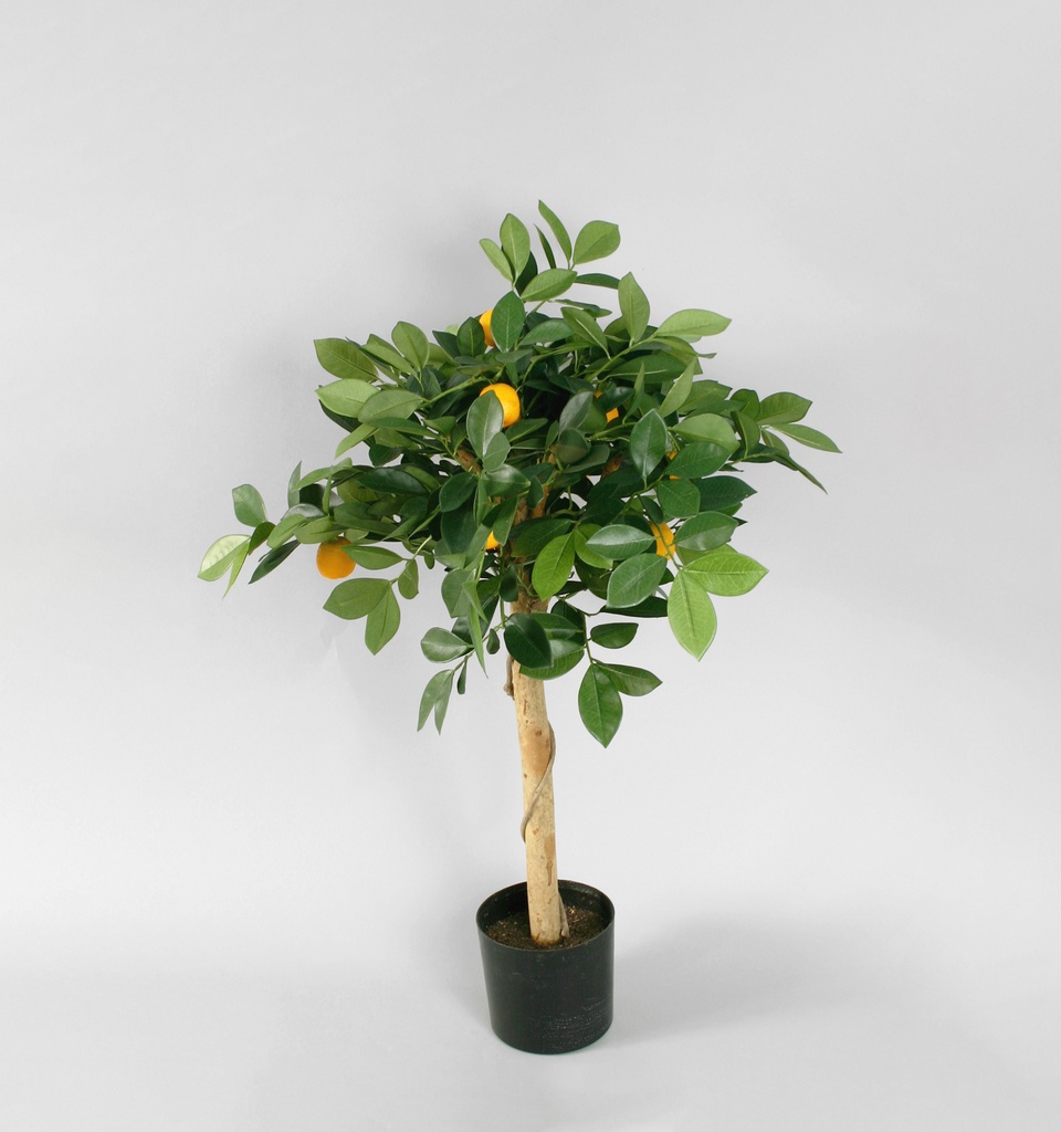 orange tree 