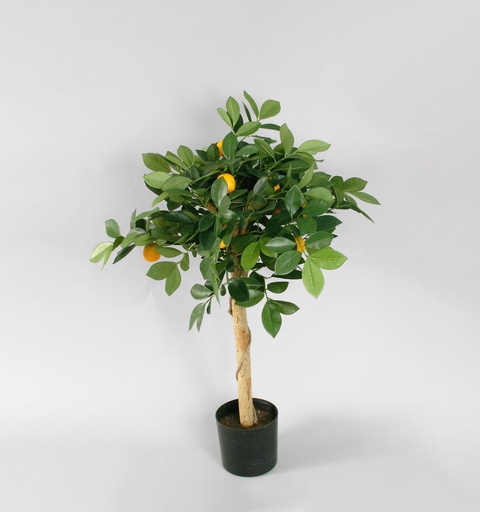 orange tree 