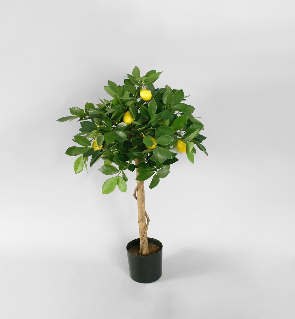 lemon tree 