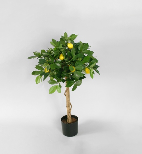 [1026-070] lemon tree 