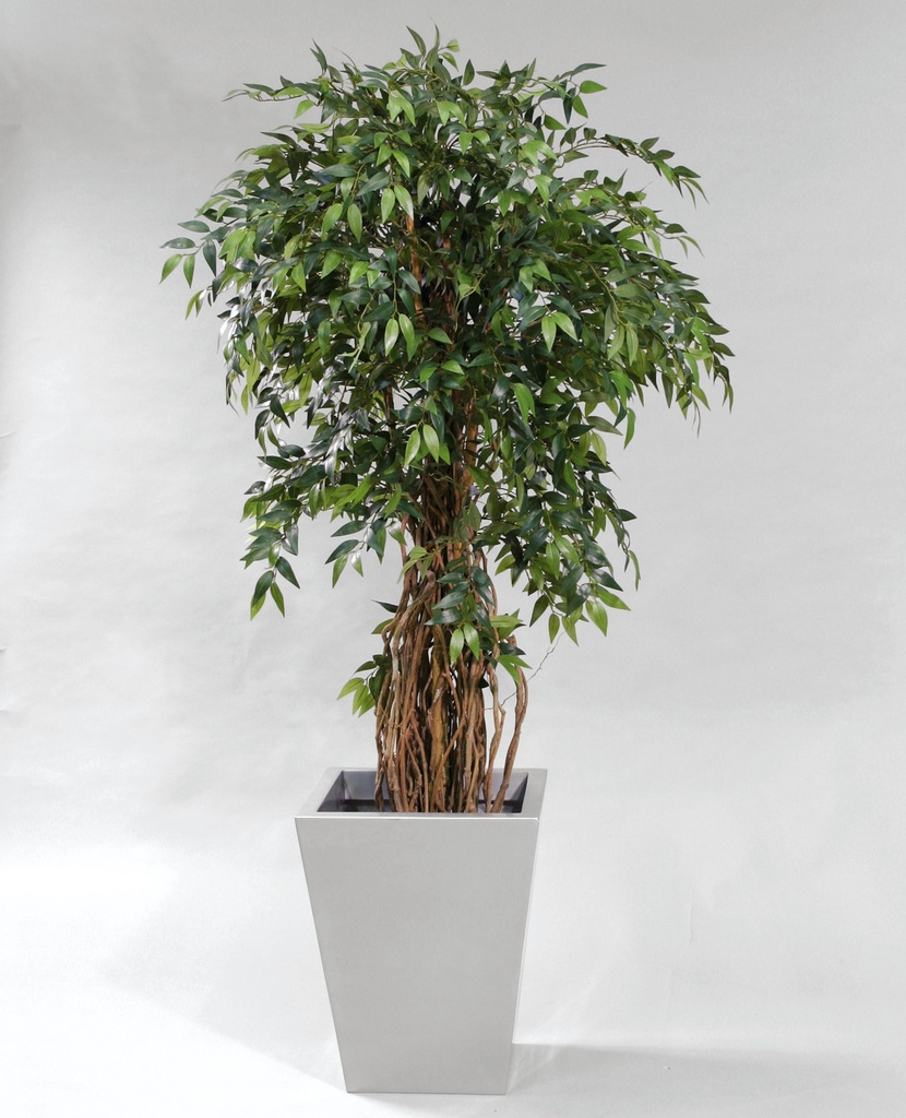 Ficus Nitida (French Ficus)