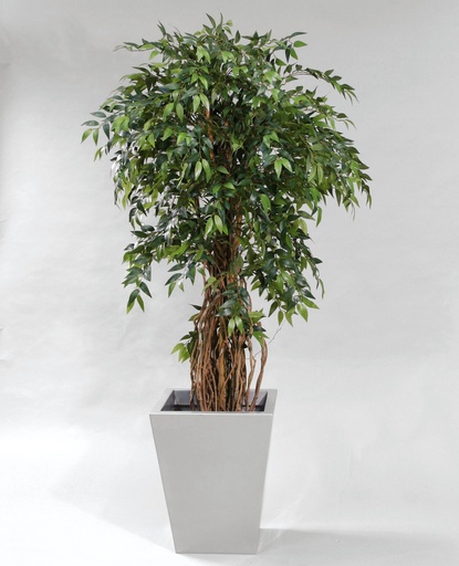 Ficus Nitida (French Ficus)