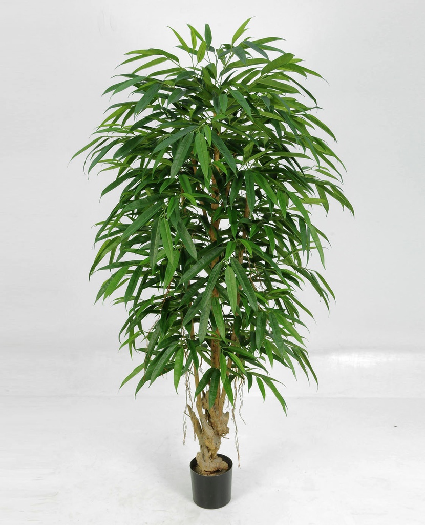 longifolia 