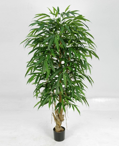 longifolia 