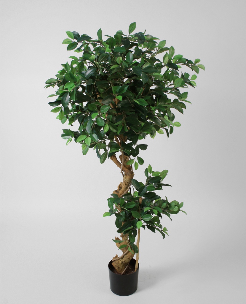 ficus retusa 